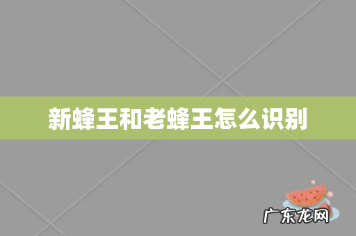 新蜂王和老蜂王怎么识别