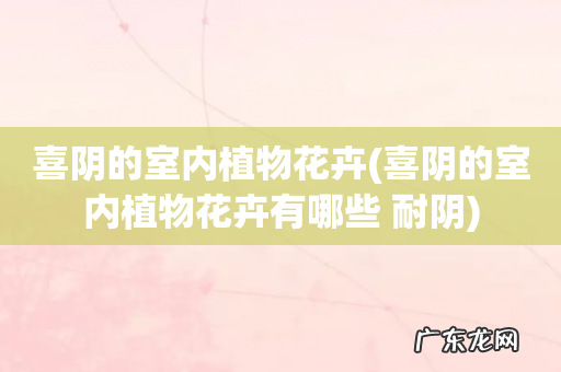 喜阴的室内植物花卉有哪些 耐阴 喜阴的室内植物花卉