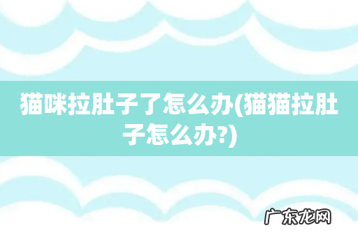 猫猫拉肚子怎么办? 猫咪拉肚子了怎么办