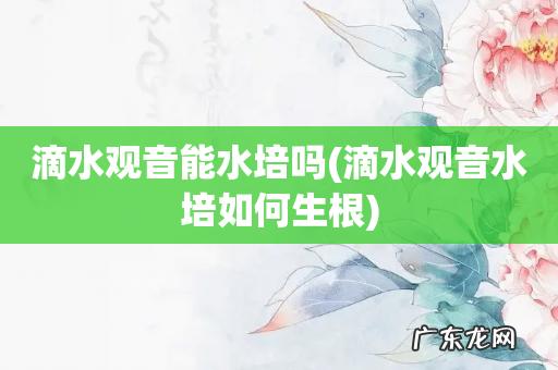 滴水观音水培如何生根 滴水观音能水培吗