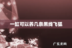 一缸可以养几条黑线飞狐