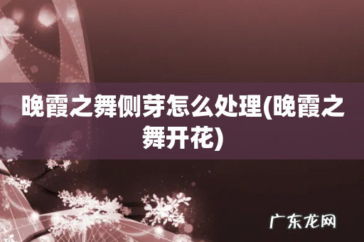 晚霞之舞开花 晚霞之舞侧芽怎么处理