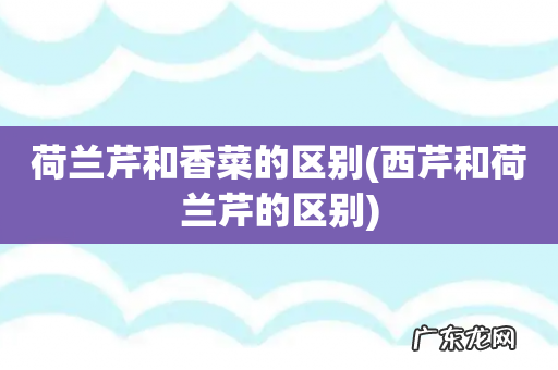 西芹和荷兰芹的区别 荷兰芹和香菜的区别