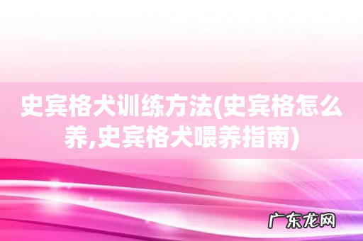 史宾格怎么养,史宾格犬喂养指南 史宾格犬训练方法