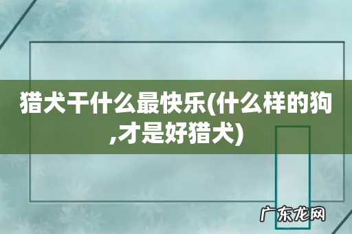 什么样的狗,才是好猎犬 猎犬干什么最快乐