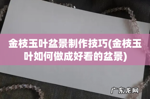 金枝玉叶如何做成好看的盆景 金枝玉叶盆景制作技巧