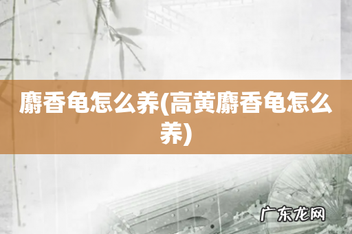 高黄麝香龟怎么养 麝香龟怎么养