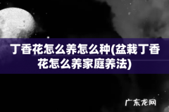 盆栽丁香花怎么养家庭养法 丁香花怎么养怎么种