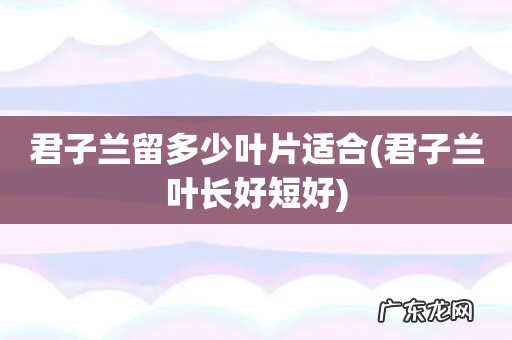 君子兰叶长好短好 君子兰留多少叶片适合