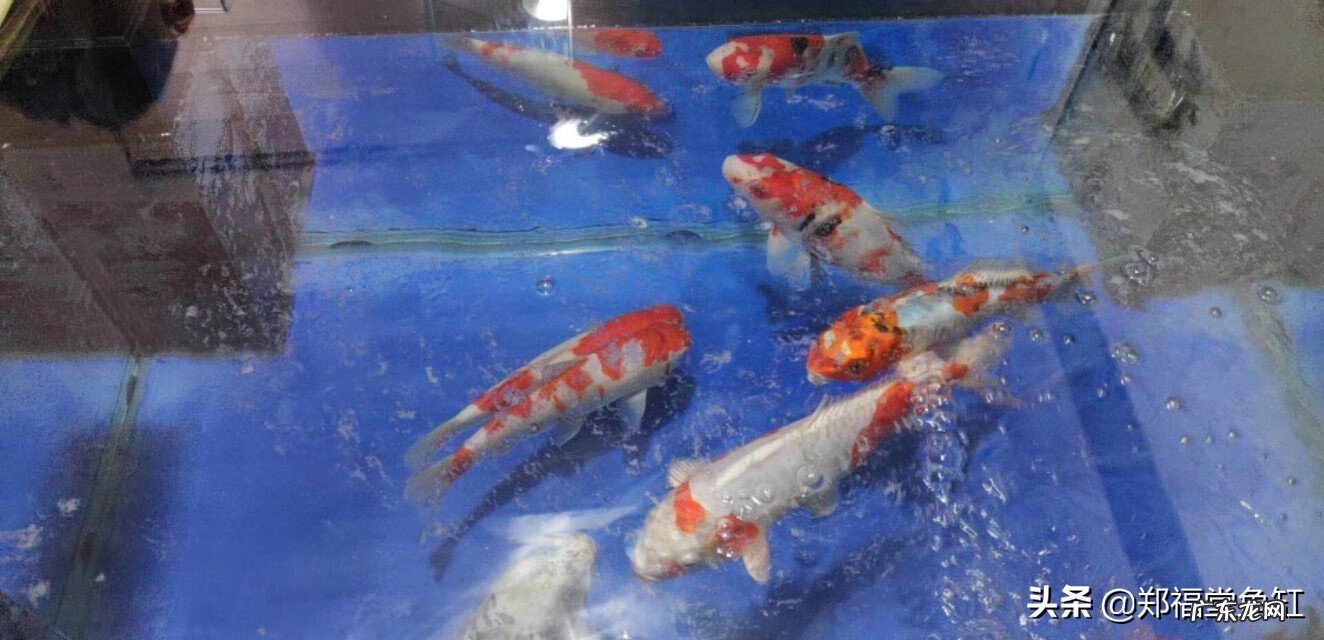 鱼缸能送人吗有什么说法 不想养鱼了鱼缸能送人吗