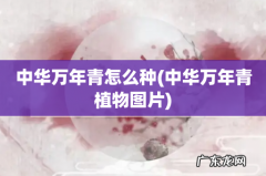 中华万年青植物图片 中华万年青怎么种