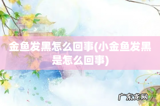 小金鱼发黑是怎么回事 金鱼发黑怎么回事