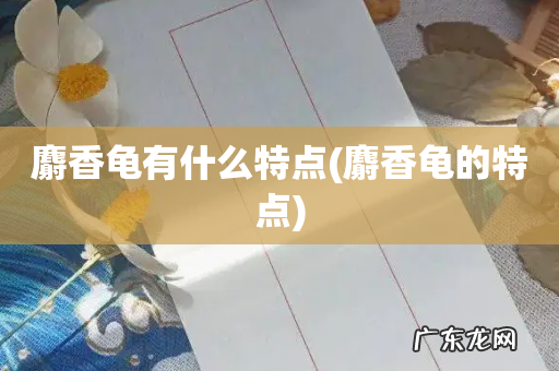 麝香龟的特点 麝香龟有什么特点