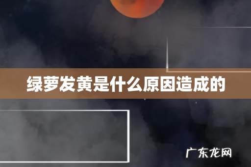 绿萝发黄是什么原因造成的