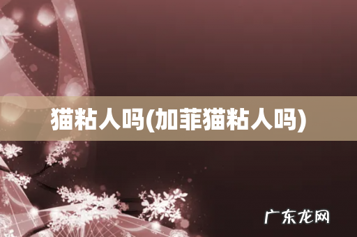 加菲猫粘人吗 猫粘人吗