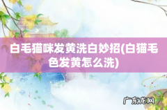 白猫毛色发黄怎么洗 白毛猫咪发黄洗白妙招