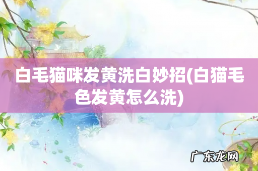 白猫毛色发黄怎么洗 白毛猫咪发黄洗白妙招