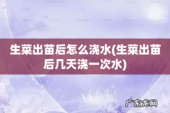 生菜出苗后几天浇一次水 生菜出苗后怎么浇水