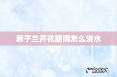 君子兰开花期间怎么浇水