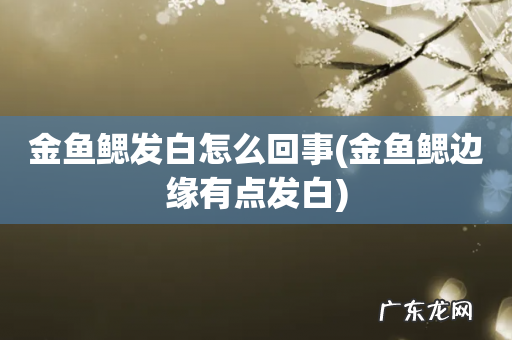 金鱼鳃边缘有点发白 金鱼鳃发白怎么回事