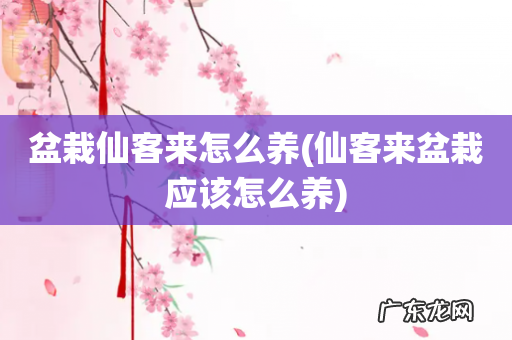 仙客来盆栽应该怎么养 盆栽仙客来怎么养