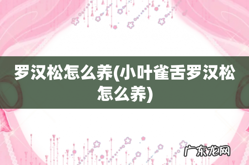 小叶雀舌罗汉松怎么养 罗汉松怎么养