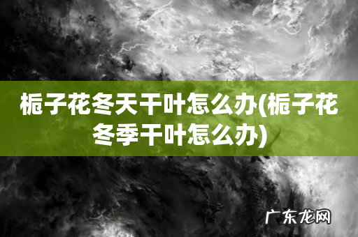 栀子花冬季干叶怎么办 栀子花冬天干叶怎么办