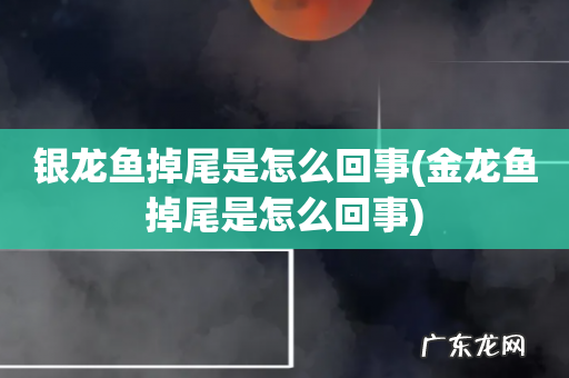 金龙鱼掉尾是怎么回事 银龙鱼掉尾是怎么回事