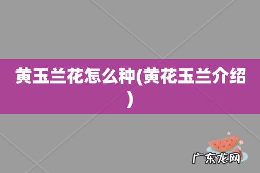 黄花玉兰介绍 黄玉兰花怎么种