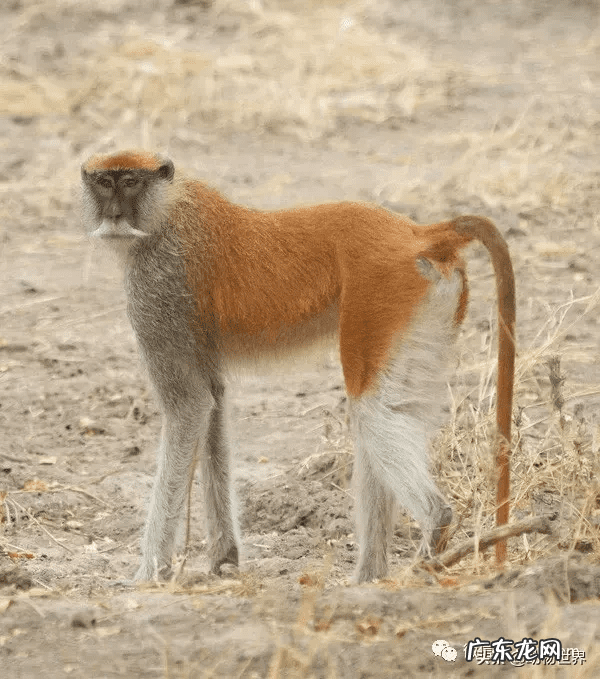 男人脸上猴子图片吉凶图 猴子有几根肋骨