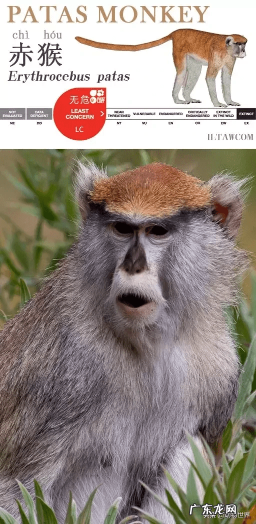 男人脸上猴子图片吉凶图 猴子有几根肋骨