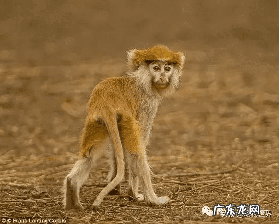 男人脸上猴子图片吉凶图 猴子有几根肋骨