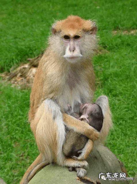 男人脸上猴子图片吉凶图 猴子有几根肋骨