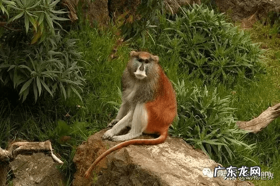 男人脸上猴子图片吉凶图 猴子有几根肋骨