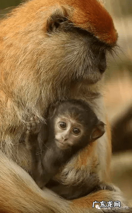男人脸上猴子图片吉凶图 猴子有几根肋骨