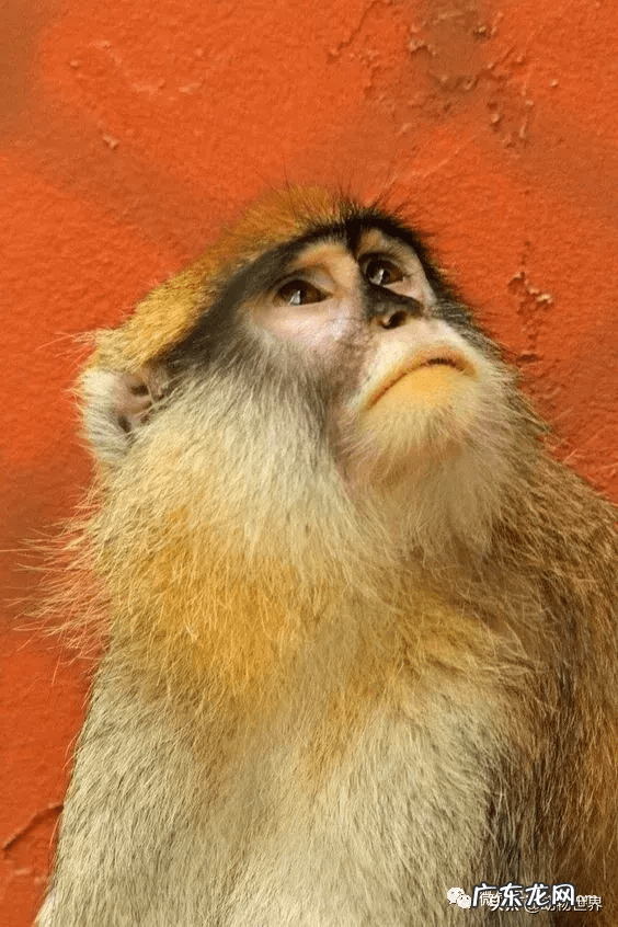男人脸上猴子图片吉凶图 猴子有几根肋骨