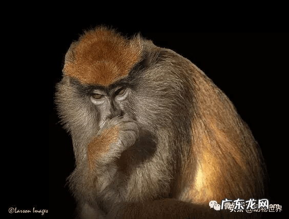 男人脸上猴子图片吉凶图 猴子有几根肋骨