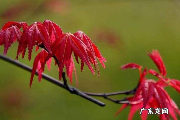 枫树 风水 枫树的寓意和风水