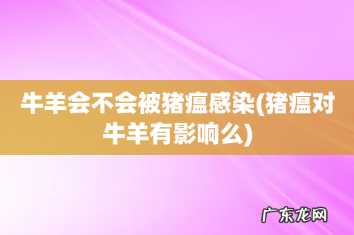 猪瘟对牛羊有影响么 牛羊会不会被猪瘟感染