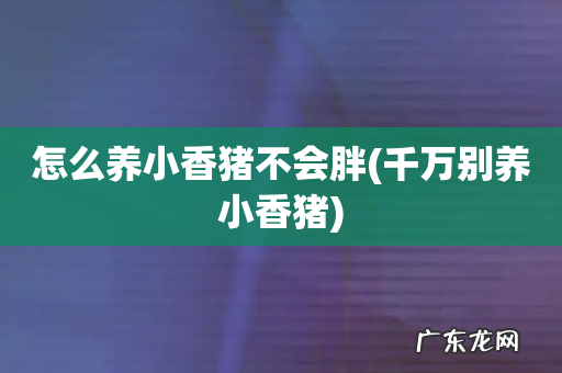 千万别养小香猪 怎么养小香猪不会胖