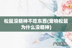 宠物松鼠为什么没精神 松鼠没精神不吃东西