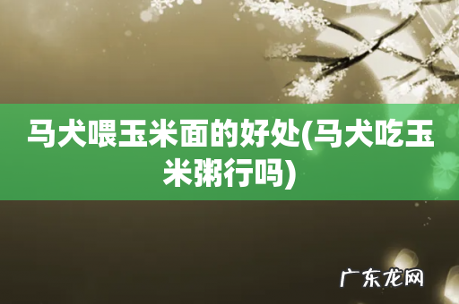 马犬吃玉米粥行吗 马犬喂玉米面的好处