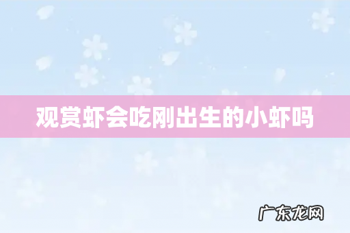 观赏虾会吃刚出生的小虾吗