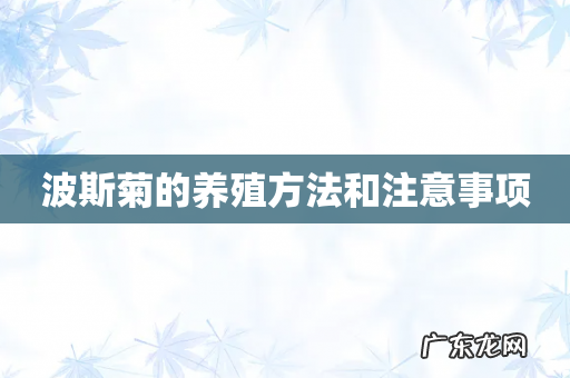 波斯菊的养殖方法和注意事项