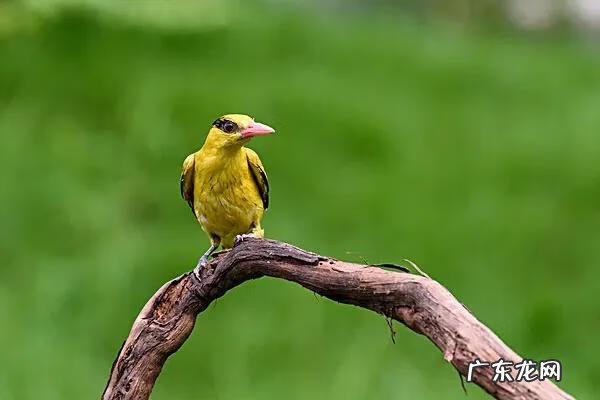 犀牛望月风水宝地 犀牛望月风水图形
