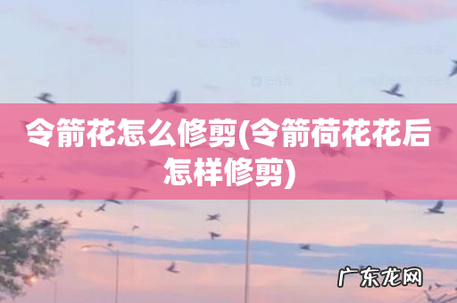 令箭荷花花后怎样修剪 令箭花怎么修剪