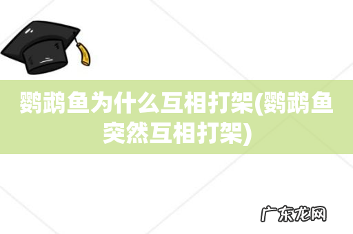 鹦鹉鱼突然互相打架 鹦鹉鱼为什么互相打架