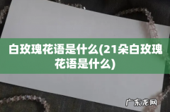 21朵白玫瑰花语是什么 白玫瑰花语是什么