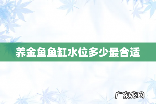 养金鱼鱼缸水位多少最合适