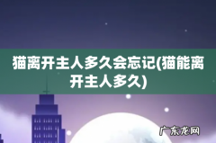 猫能离开主人多久 猫离开主人多久会忘记